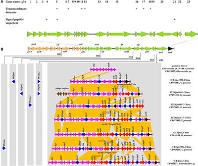 Genomic insight into the integrative conjugative elements from ICEHpa1 family